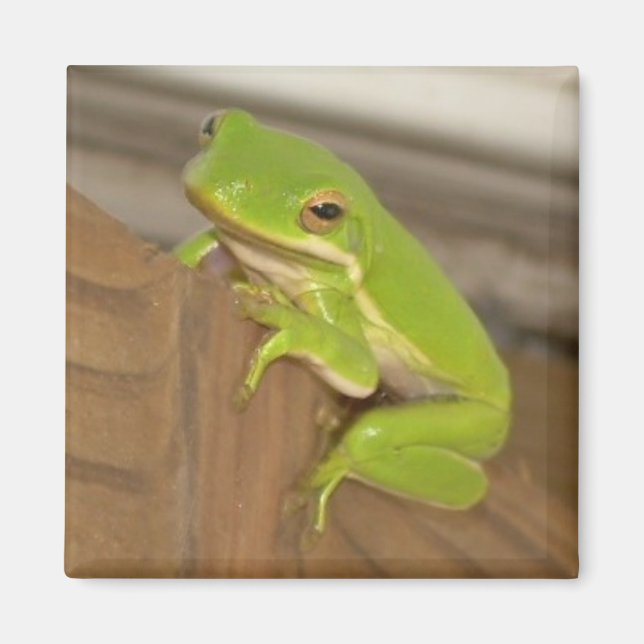 TreeFrog1 Magnet (Vorne)