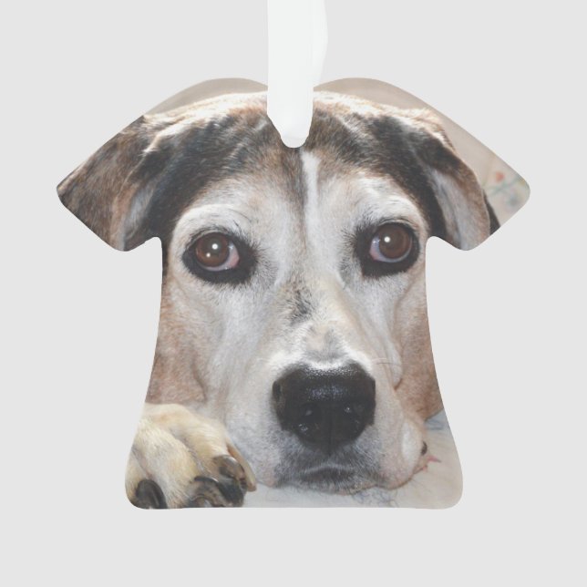 Treeing Wanderercoonhound-Jagdhund Ornament (Vorderseite)