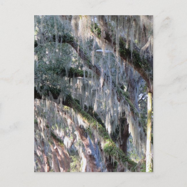 TreeLined Postkarte (Vorderseite)