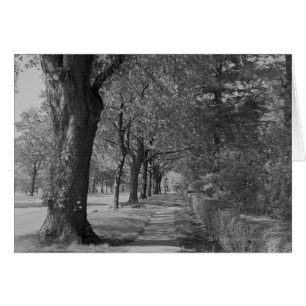 Treelinierte Straße mit Gehweg