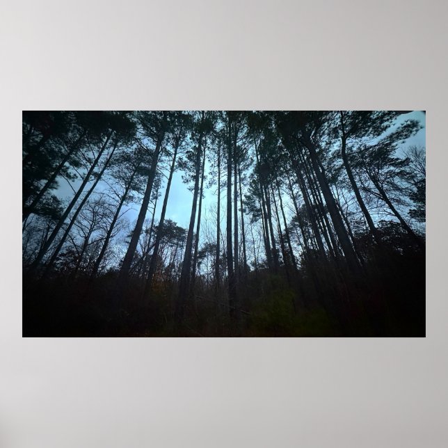 Trees & Fog,  Poster (Vorne)