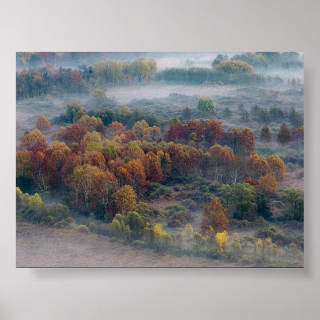 Trees in the morning mist poster (Vorne)