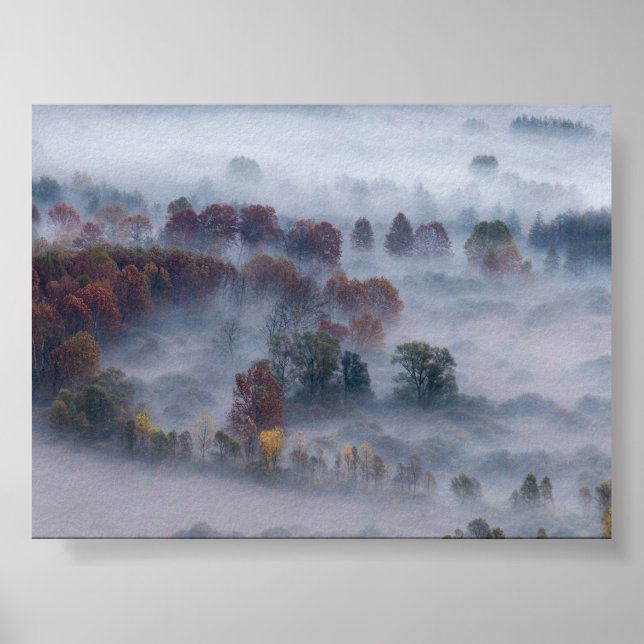 Trees in the morning mist poster (Vorne)