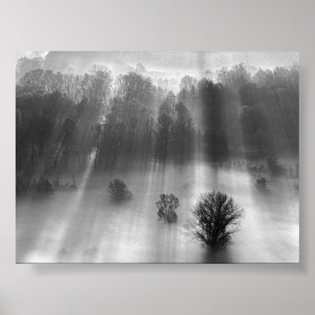 Trees in the morning mist poster (Vorne)