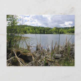 Trees Lake und Sky Marshall Lake Boundary B.C. Postkarte
