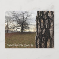 Trees New York NYC Sunrise Central Park Skyline