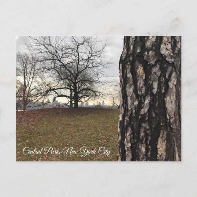 Trees New York NYC Sunrise Central Park Skyline Postkarte (Vorderseite)