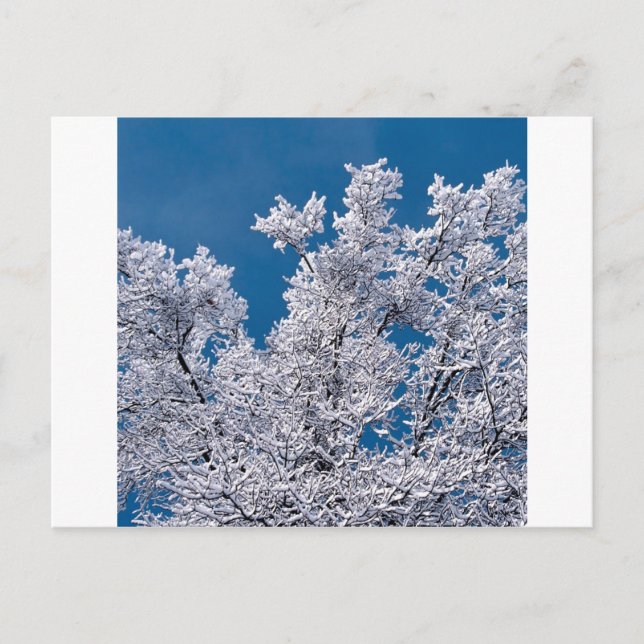 Trees Snow Branches Minnesota Postkarte (Vorderseite)