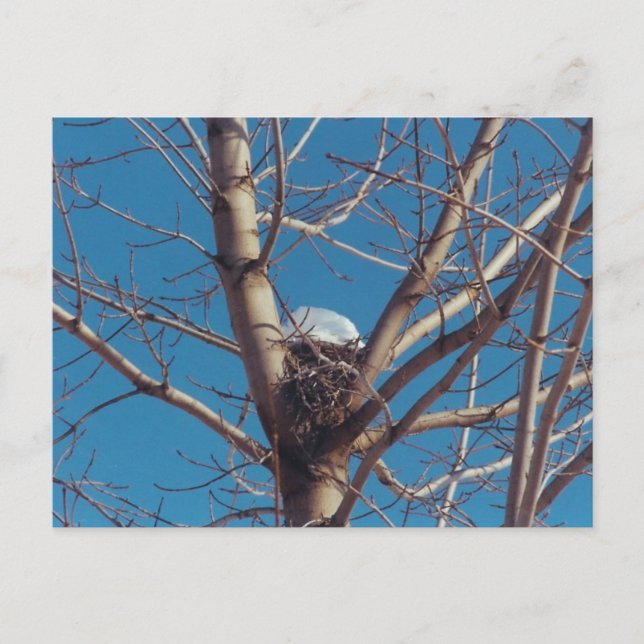 Treetop Chalet - Postkarte (Vorderseite)