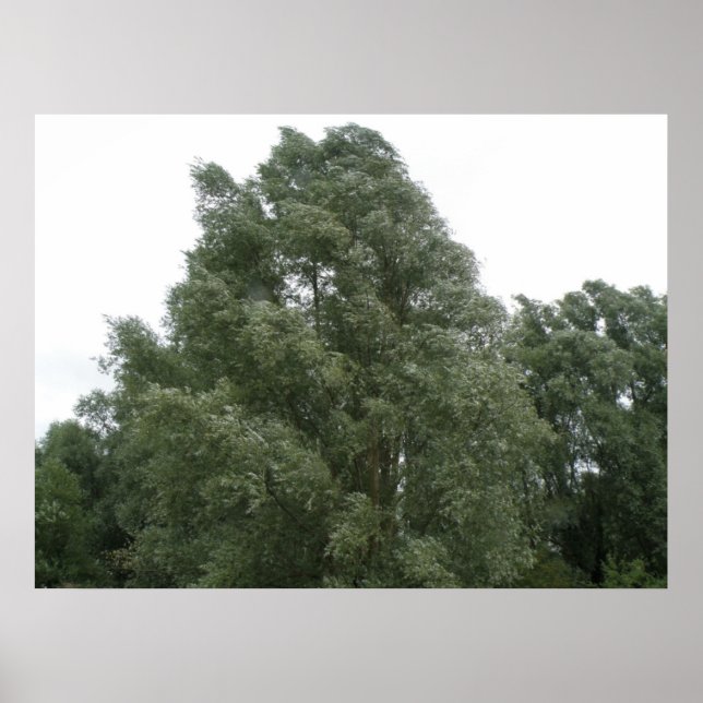 Treetops drucken poster (Vorne)