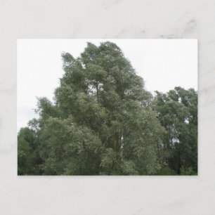 Treetops Postkarte