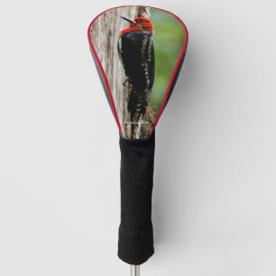 Treffen mit einem Rotschnabelschnäpper Golf Headcover