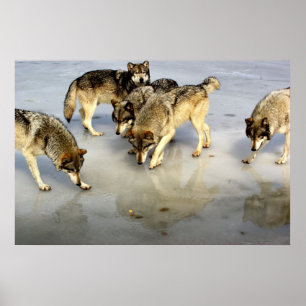 Treffen Sie das Wolf Pack Poster