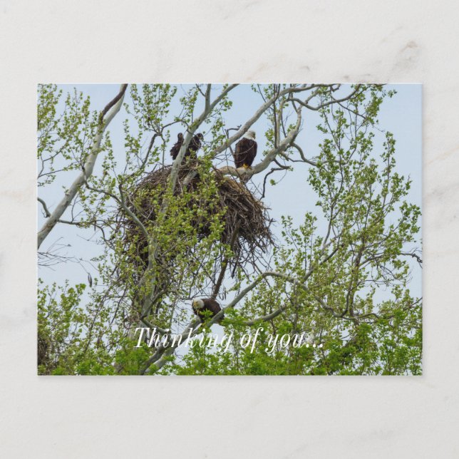 Treffen Sie die Adlerfamilie Postkarte (Vorderseite)