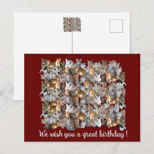 Treffpunkt für Katzen - niedliche Geburtstag Postkarte
