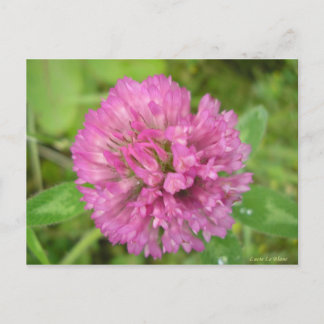 Trèfle rouge postkarte