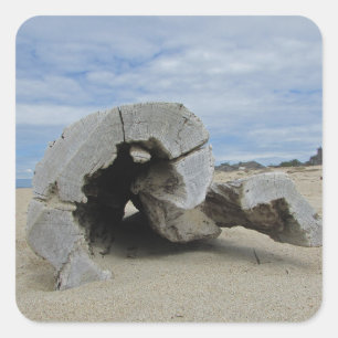 Treibholz am Pazifikküste von Calfornia Quadratischer Aufkleber