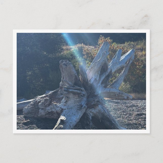 Treibholz Postkarte (Vorderseite)