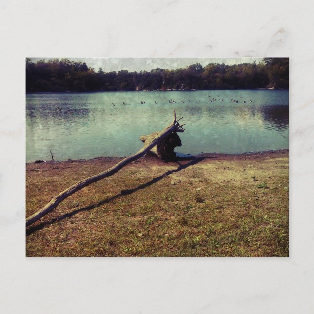 Treibholz Postkarte (Vorderseite)