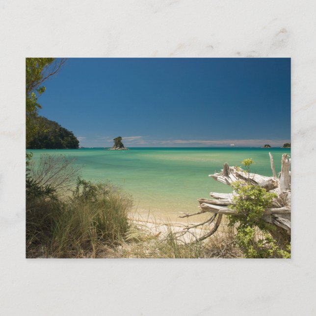 Treibholz Postkarte (Vorderseite)