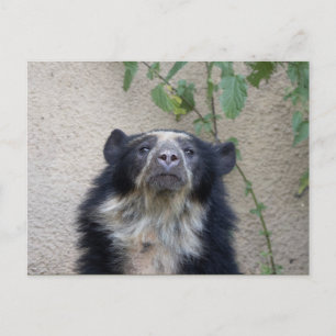 Tremarctos ornatus - Brillenbär Postkarte