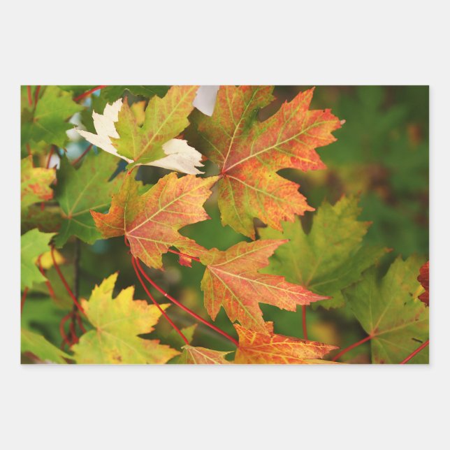 Trendy Herbst Background Set 3 Geschenkpapier Set (Vorderseite)
