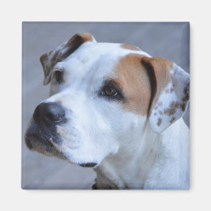 Trendy Personalisiert Pet Foto Magnet