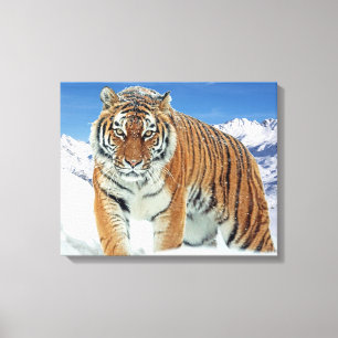 Trendy Tiger Winter Nature Foto Snow Mountains Leinwanddruck