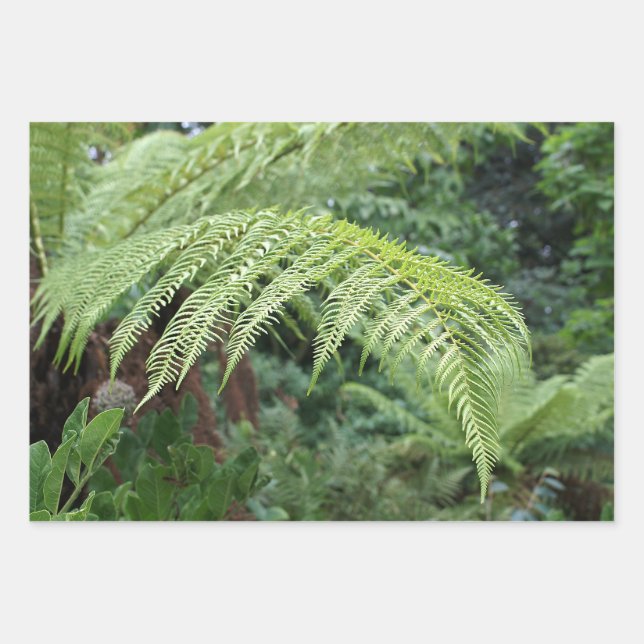 Treny Fresh Fern Background Set 3 Geschenkpapier Set (Vorderseite)