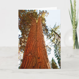 Treppenbaum, Yosemite Karte