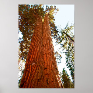 Treppenbaum, Yosemite Poster