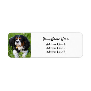 Tri Cavalier King Charles Rücksendeadresse