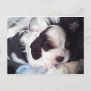 Tri-Cocker spaniel Welpe Postkarte