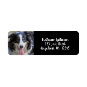 Tri Color Border Collie Face-Adresse
