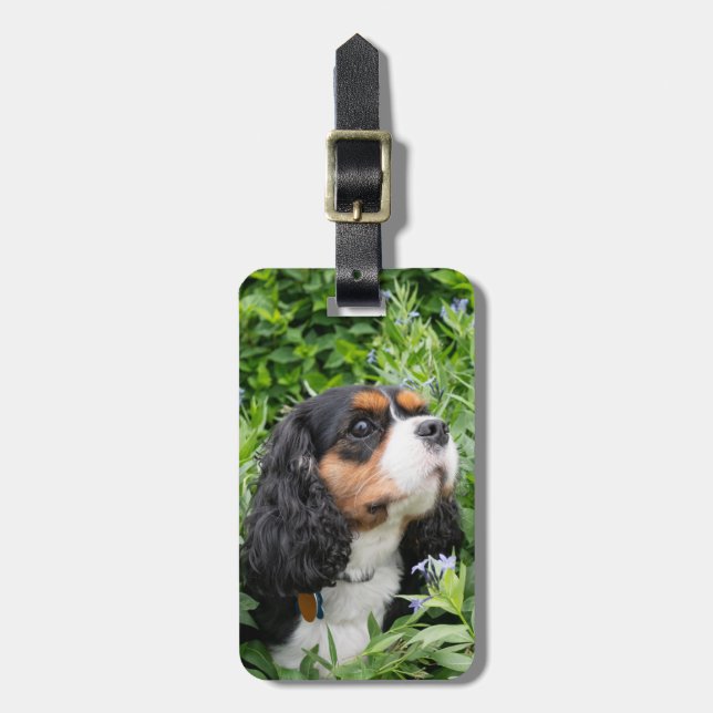 Tri Color Cavalier King Charles Spaniel Dog Gepäckanhänger (Vorderseite vertikal)