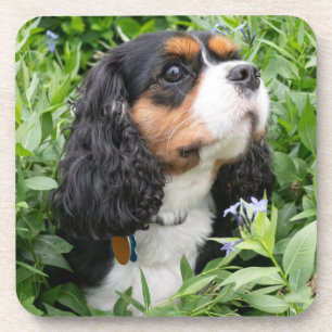 Tri Color Cavalier King Charles Spaniel Dog Getränkeuntersetzer