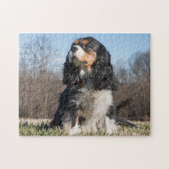 Tri Color Cavalier King Charles Spaniel Dog Puzzle (Horizontal)