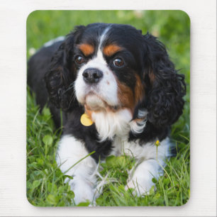 Tri Color Cavalier King Charles Spaniel Puppy Dog Mousepad