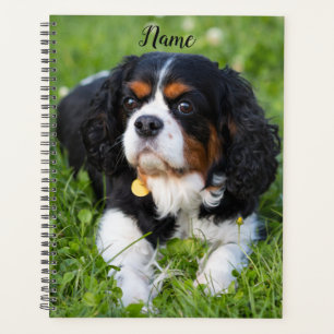 Tri Color Cavalier King Charles Spaniel Puppy Dog Planer