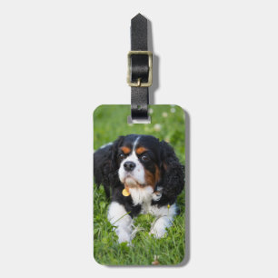 Tri Color Cavalier König Charles Spaniel Hund Gepäckanhänger