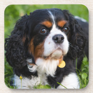 Tri Color Cavalier König Charles Spaniel Hund Getränkeuntersetzer