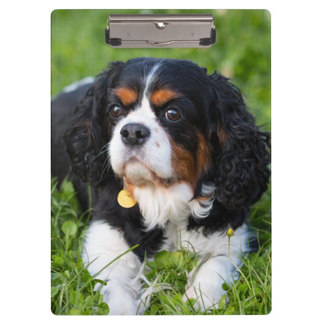 Tri Color Cavalier König Charles Spaniel Hund Klemmbrett (Vorderseite)