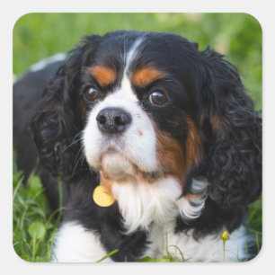 Tri Color Cavalier König Charles Spaniel Hund Quadratischer Aufkleber