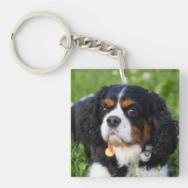 Tri Color Cavalier König Charles Spaniel Hund Schlüsselanhänger (Vorderseite)