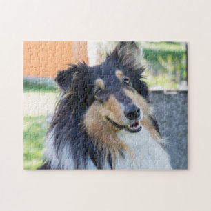 Tri Color Collie Welpenhund Puzzle