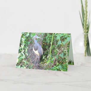 Tri-Color Heron Gebäude a Nest Karte
