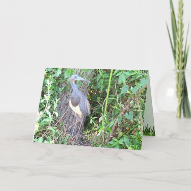 Tri-Color Heron Gebäude a Nest Karte (Vorderseite)