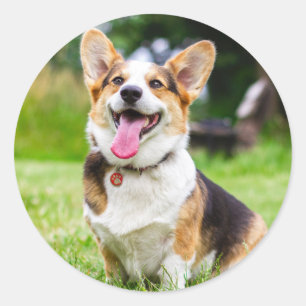 Tri Color Pembroke Welsh Corgi Welpe Hund Runder Aufkleber