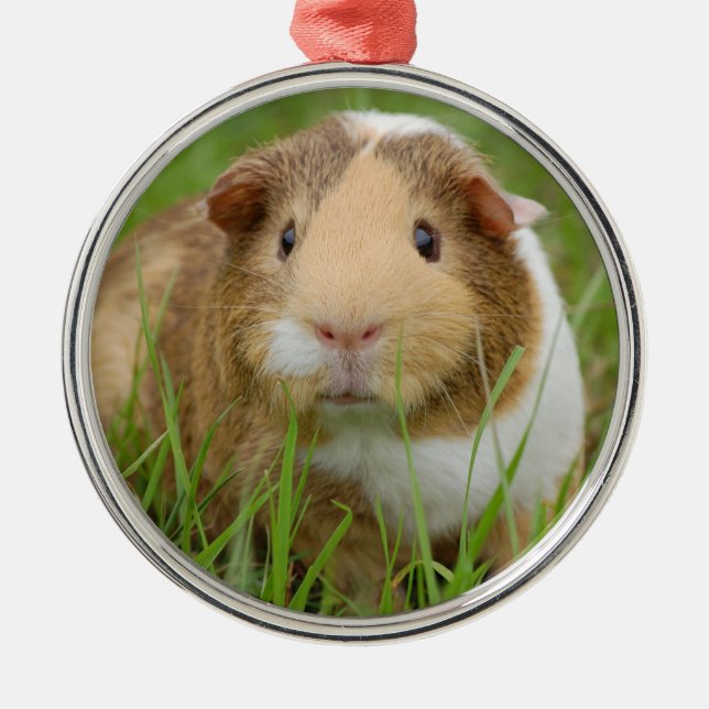 Tri Color Pet Guinea Pig Ornament Aus Metall (Vorne)