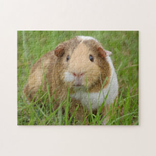 Tri Color Pet Guinea Schweinchen im Gras Puzzle